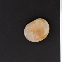 Sinum maculatum, 21-069. Dorsal view w/scale bar.