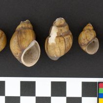 Campeloma decisum, 21-071. Dorsal and apertual views w/scale bar.