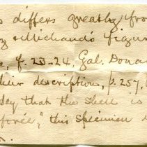 Historic Mazyck label for Filopaludina bengalensis, 21-077.