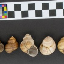 Viviparus viviparus, 21-079. Dorsal and apertural views w/scale bar.