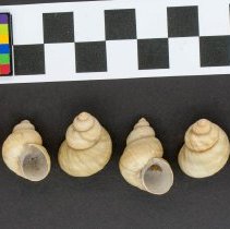 Viviparus subpurpureus, 21-082. Dorsal and apertural views w/scale bar.