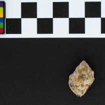 Stramonita haemastoma, 21-083. Dorsal view w/scale bar.