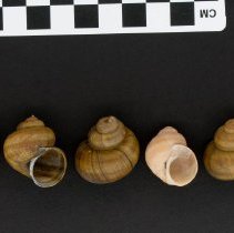 Viviparus contectus, 21-087. Dorsal and apertural views w/scale bar.