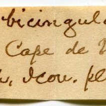 Historic Mazyck label for Turritella bicingulata, 21-090.