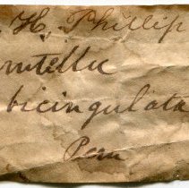 Historic label for Turritella bicingulata, 21-090.