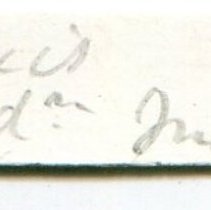 Historic label for Angiola lineata, 21-094.