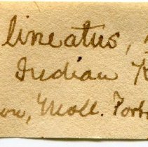 Historic Mazyck label for Angiola lineata, 21-094.
