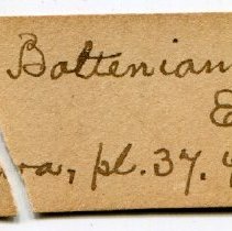 Historic Mazyck label for Lanistes boltenianus, 21-096.