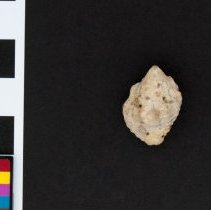 Gemophos auritulus, 21-098. Dorsal view w/scale bar.