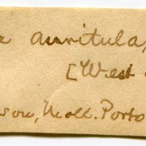 Historic Mazyck label for Gemophos auritulus, 21-098.