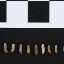 Truncatella subcylindrica, 21-107. Dorsal and apertural views w/scale bar.