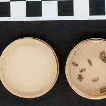 Truncatella subcylindrica, 21-107. In pill box container w/scale bar.