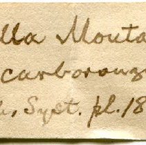 Historic Mazyck label for Truncatella subcylindrica, 21-107.