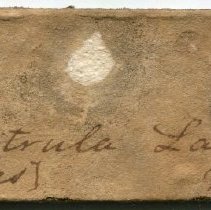 Historic label for Chama florida, 21-109.