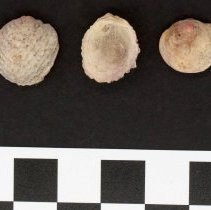 Chama florida, 21-109. Dorsal and ventral views w/scale bar.