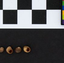 Echinolittorina mespillum, 21-115. Dorsal and apertural views w/scale bar.