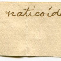 Historic Mazyck label for Echinolittorina mespillum, 21-115.