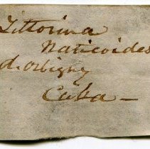 Historic label for Echinolittorina mespillum, 21-115.