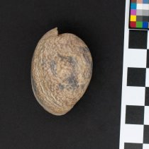 Bulla ampulla, 21-118. Dorsal view w/scale bar.