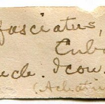 Historic Mazyck label for Liguus fasciatus, 21-172.