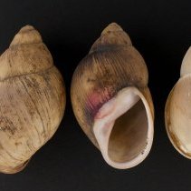 Strophocheilus oblongus, 21-016. Dorsal and apertural views w/scale bar.