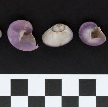 Exhibit Janthina janthina, 21-121. Apertural and dorsal views w/scale bar.