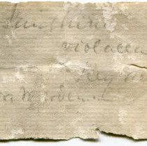 Historic label for Janthina janthina, 21-121.