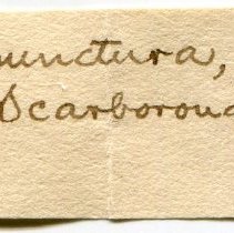 Historic Mazyck label for Alvania punctura, 21-122.