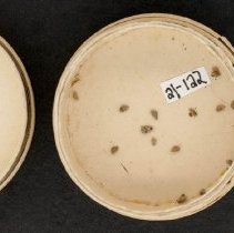 Alvania punctura, 21-122. In cardboard pill box container w/scale bar.