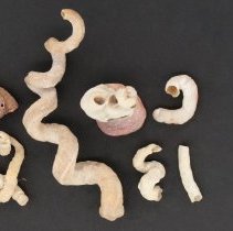 Dendropoma irregulare, 21-123. Dorsal and apertural views w/scale bar.