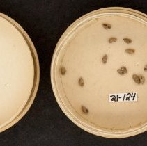 Alvania beanii, 21-124. In pill box container w/scale bar.