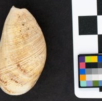 Scaphander lignarius, 21-128. Dorsal view w/scale bar.