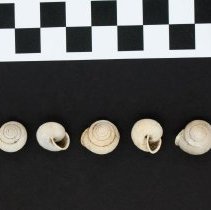 Mesodon clausus, 21-131. Apical and apertural view w/scale bar.