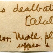 Historic Mazyck label for Bulimulus dealbatus, 21-140.