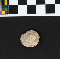 Marmorana scabriuscula segestana, 21-152. Apical view w/scale bar.