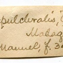 Historic Mazyck label for Ampelita sepulchralis, 21-161.