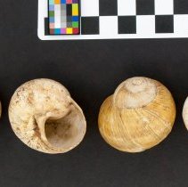 Helix pomatia, 21-165. Dorsal and apertural view w/scale bar.