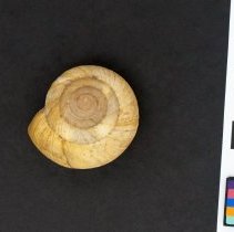 Zonites algirus, 21-169. Apical view w/scale bar.