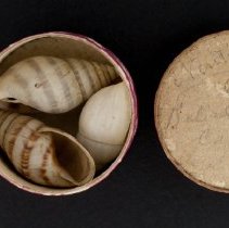 Drymaeus vincentinus, 21-002. Small pill box w/shells and scale bar.