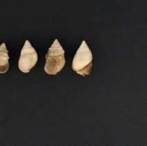 Leptoxis carniata, 21-004. Apertural and dorsal views w/scale bar.