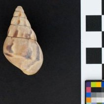 Corona regina, 21-005. Dorsal view w/scale bar.