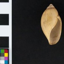 Euglandina rosea, 21-009A. Apertural view w/scale bar.