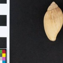 Euglandina rosea, 21-009A. Dorsal view w/scale bar.