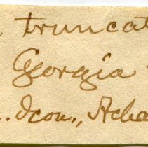Historic Mazyck label for Euglandina rosea, 21-009A.