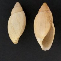 Euglandina rosea, 21-009B. Apertural and dorsal views w/scale bar.