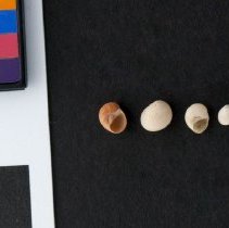 Tectonatica pusilla, 21-040B. Dorsal and apertural views w/scale bar.