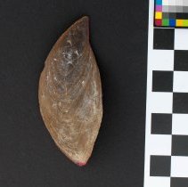 Fasciolaria tulipa, 21-042. Dorsal view w/scale bar.