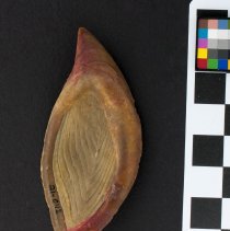 Fasciolaria tulipa, 21-042. Ventral view w/scale bar.