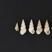 Epitonoium mulistriatum, 21-047. Dorsal and apertural views w/scale bar.