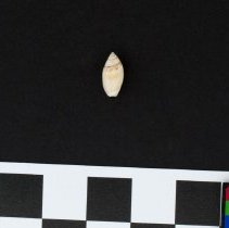 Jaspidella jaspidea, 21-053. Dorsal view w/scale bar.